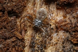 platte+krabspin+(coriarachne+depressa)+3943
